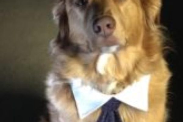 A dog wearing a tie.