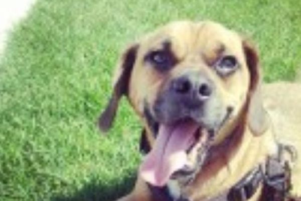 A dog laying in the grass with his tongue out.