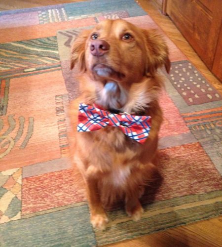 A dog wearing a bow tie.